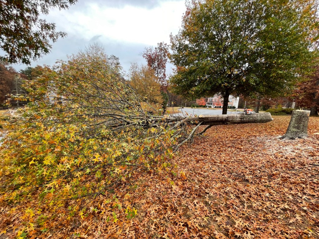 Tree Removal Covington GA