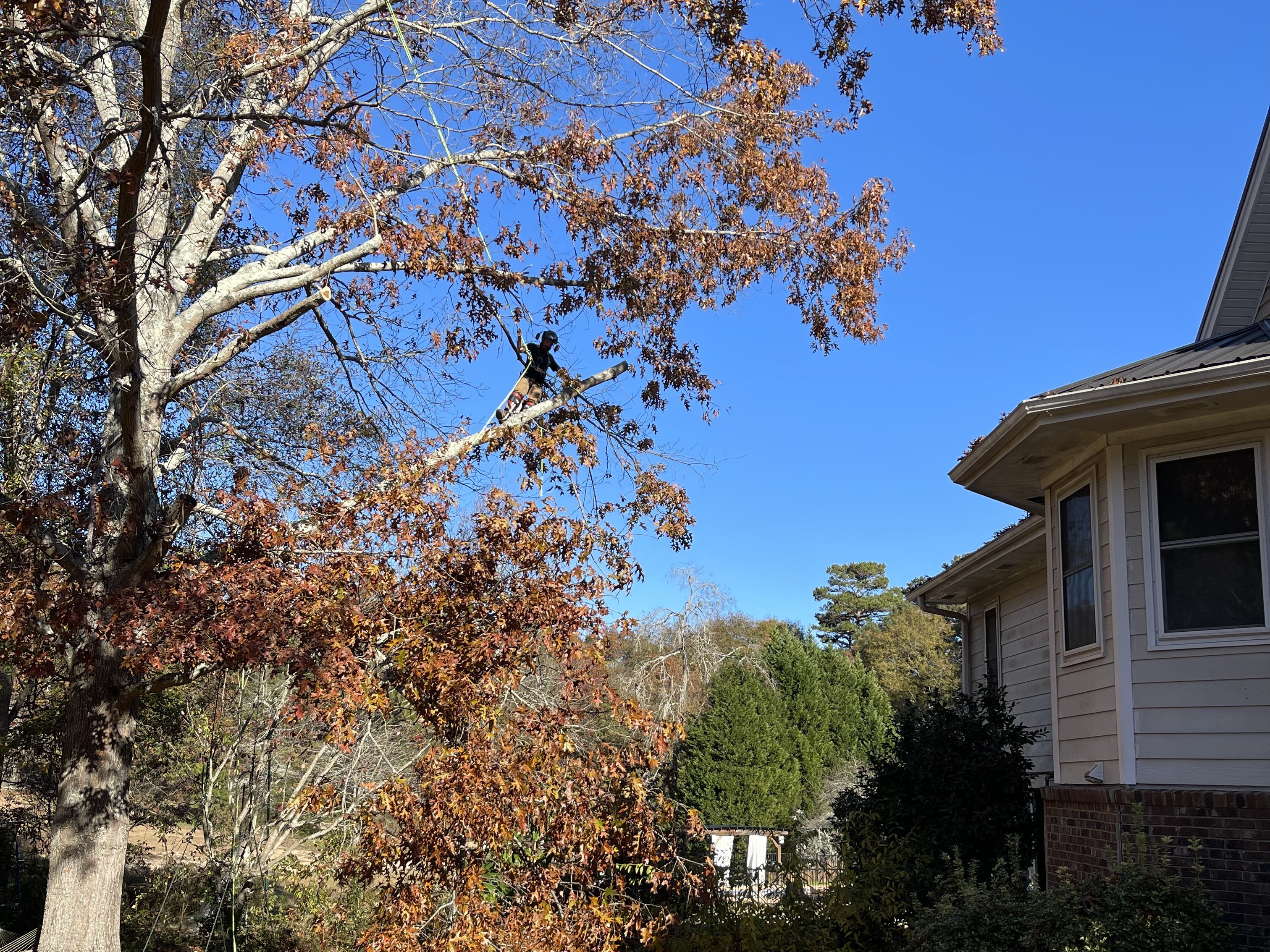 Tree Trimming Covington GA