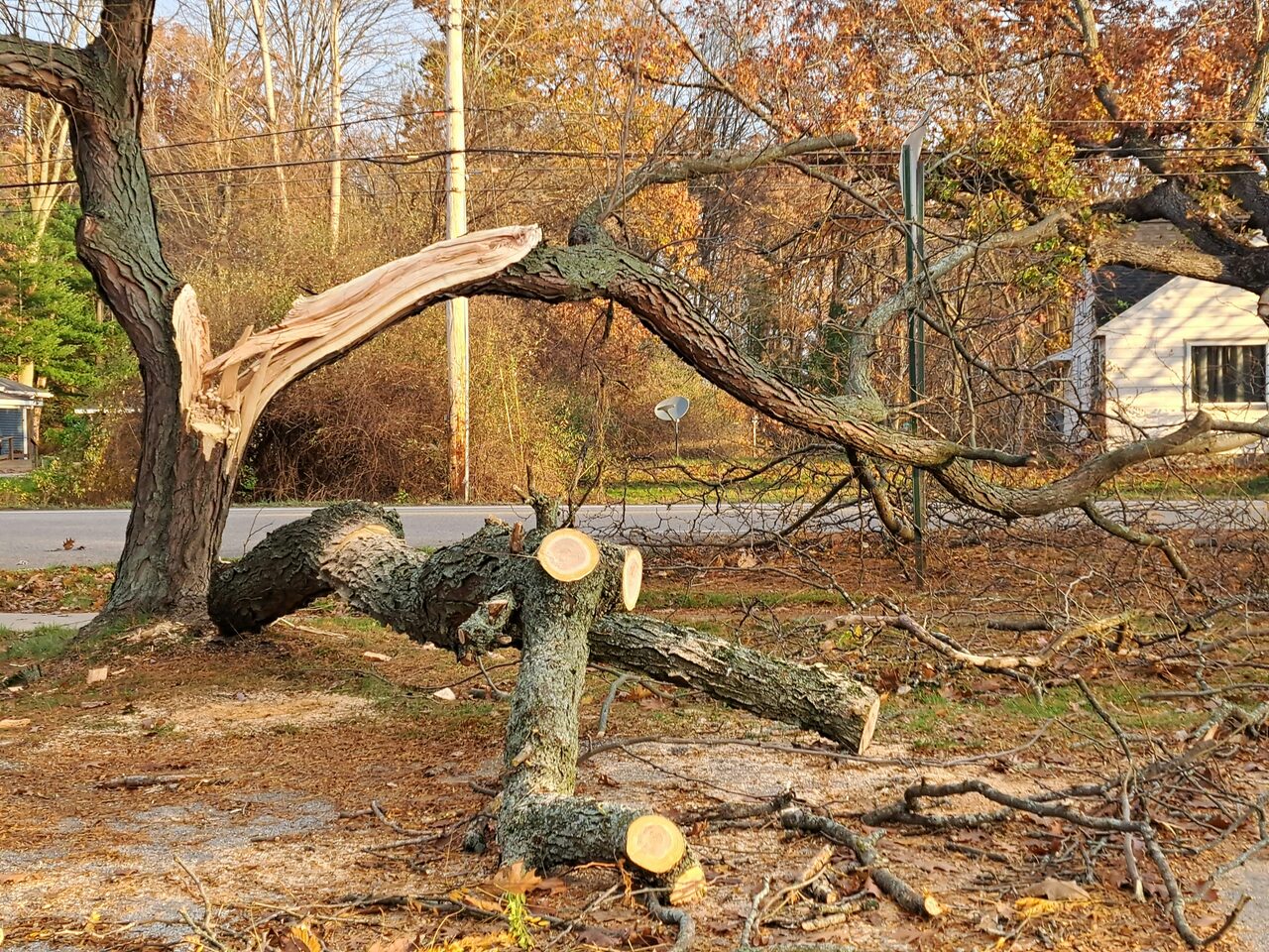 Clean Covington property after tree removal